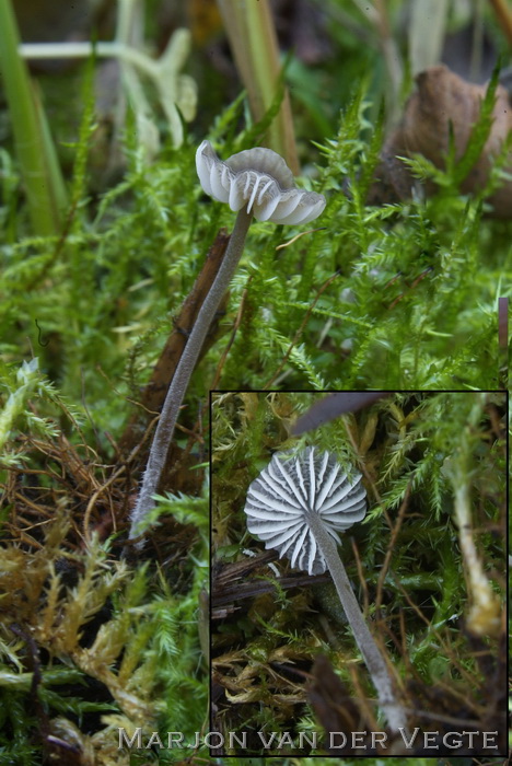 Wortelend taaisteeltje - Mycenella lasiosperma